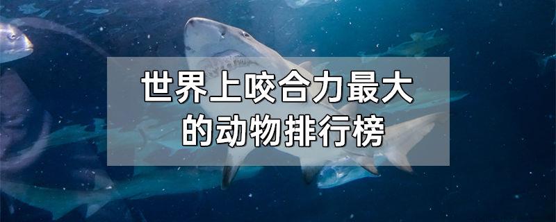 世界上咬合力最大的动物排行榜