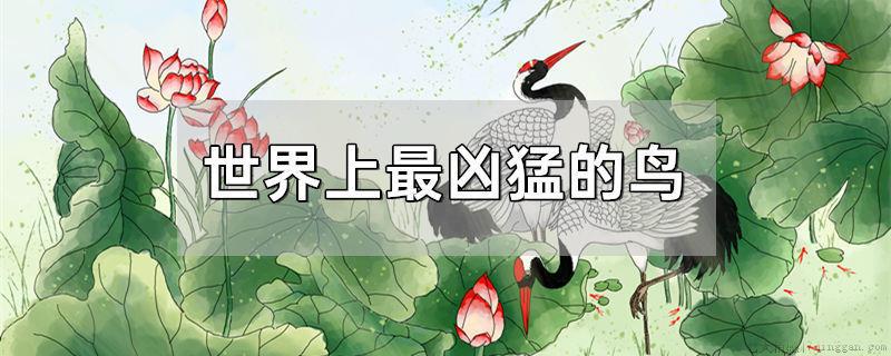 世界上最凶猛的鸟