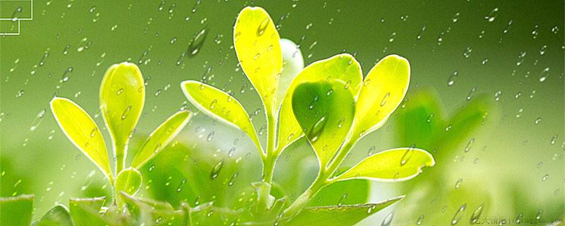 为什么春雨贵如油