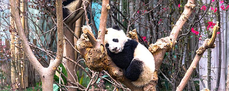 大熊猫有没有冬眠属性