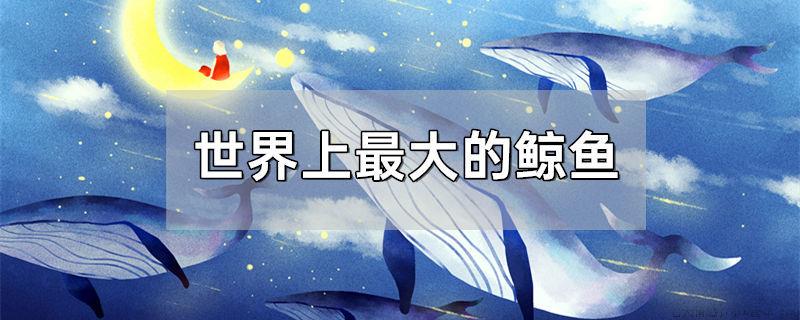世界上最大的鲸鱼多少米