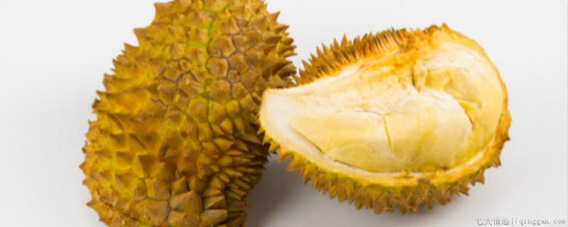 榴莲子可不可以种榴莲