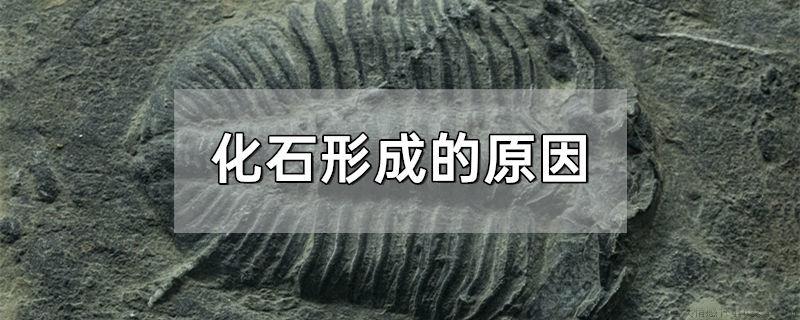 化石形成的原因