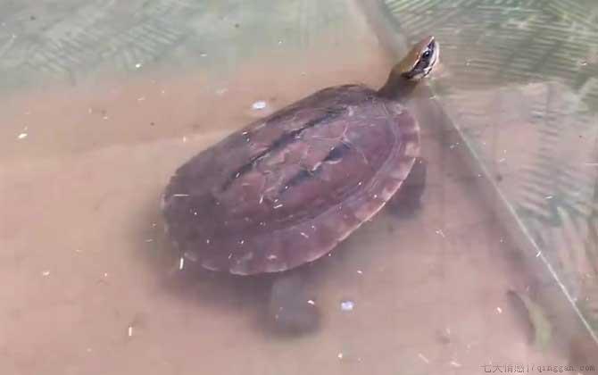 金钱龟怎么养最好