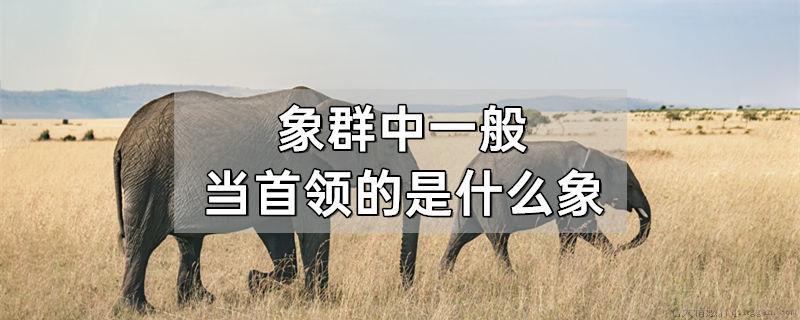 象群中一般当首领的是什么象