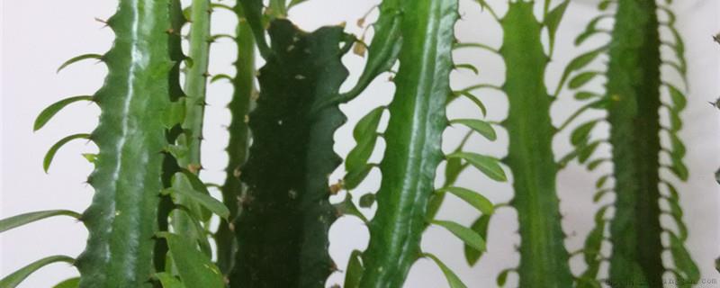 龙骨柱发红是什么原因