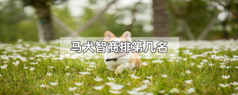 马犬智商排第几名
