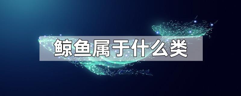 鲸鱼属于什么类