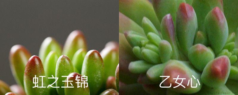虹之玉锦和乙女心的区别，分别怎么养护
