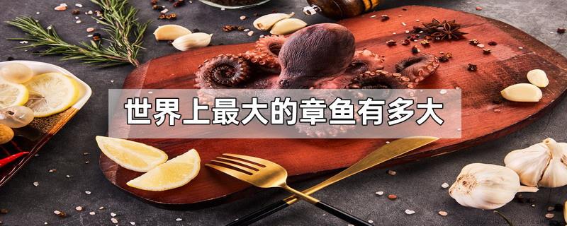 世界上最大的章鱼有多大