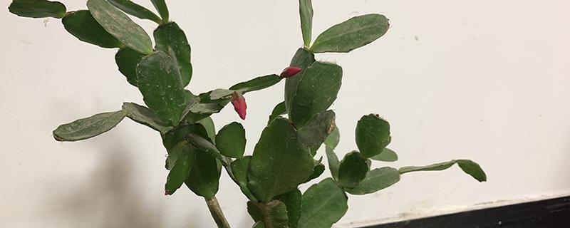 蟹爪兰有花苞多久开花