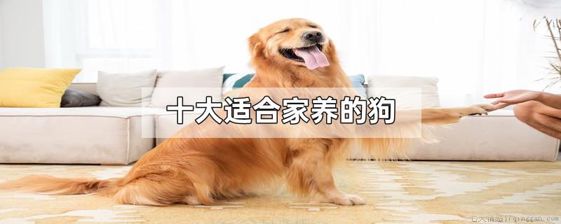 十大适合家养的狗