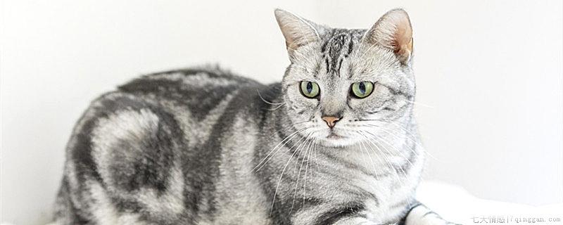 猫为什么喜欢吃鱼