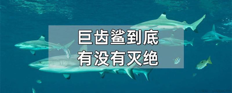 巨齿鲨到底有没有灭绝