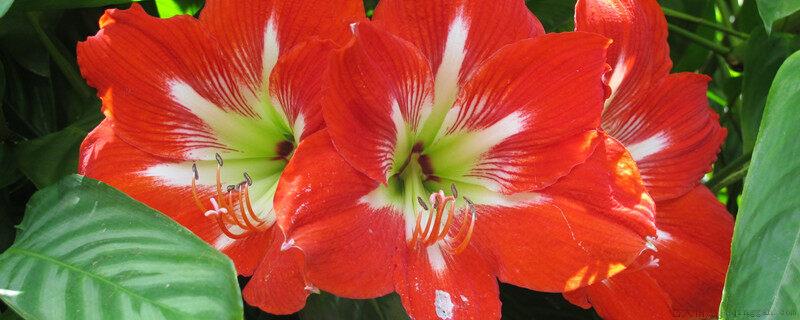 大丽花花期