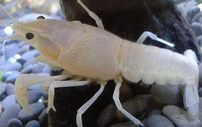 观赏虾品种名称及图片大全