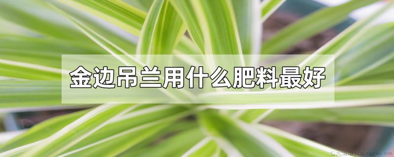 金边吊兰用什么肥料最好