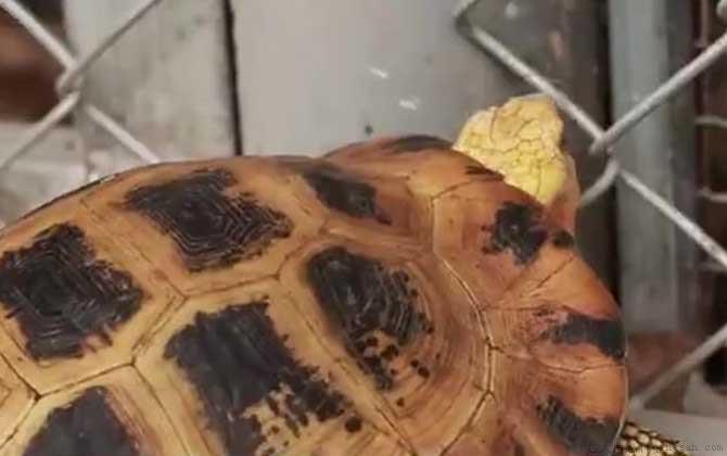 缅甸陆龟是什么龟