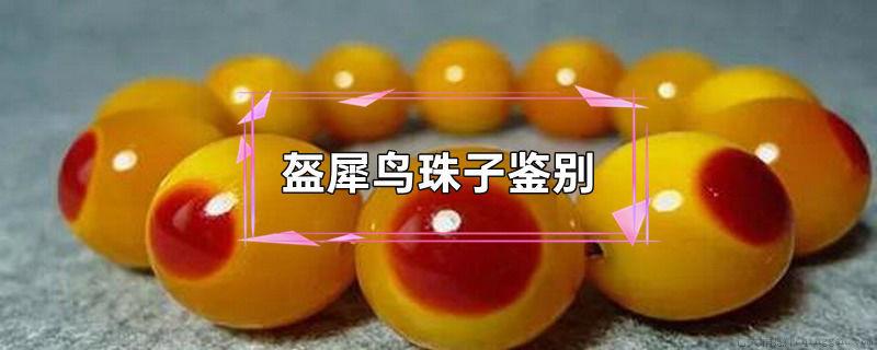 盔犀鸟珠子鉴别