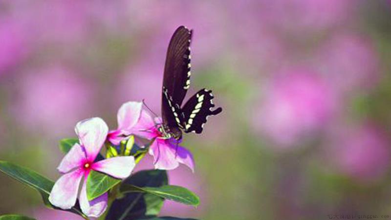 长春花有毒吗