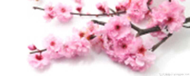 梅花有没有叶子