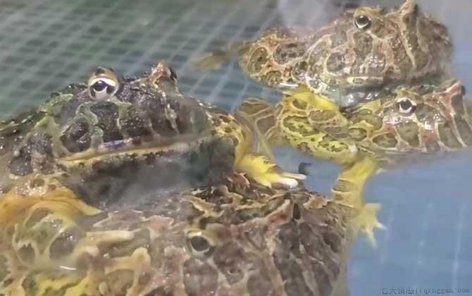 钟角蛙是什么动物