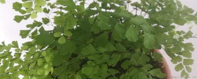 铁线蕨叶子背面全是孢子怎么办