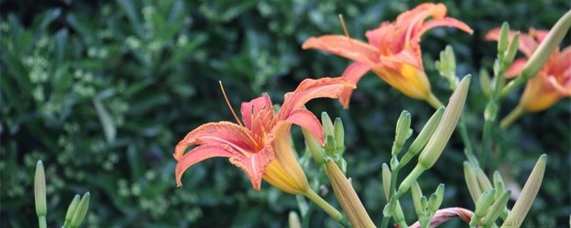 适合室内养的小型花卉