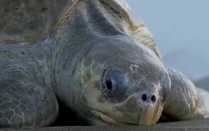 海龟种类及图片大全