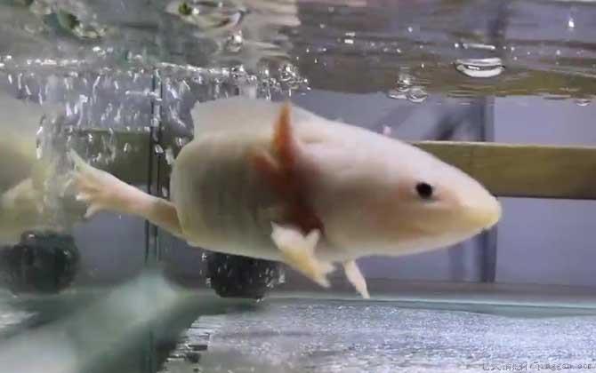 六角恐龙鱼是什么动物