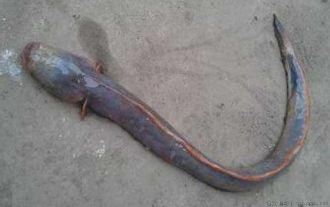 须鳗虾虎鱼是什么鱼