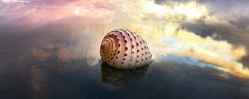 海螺为什么会有大海的声音