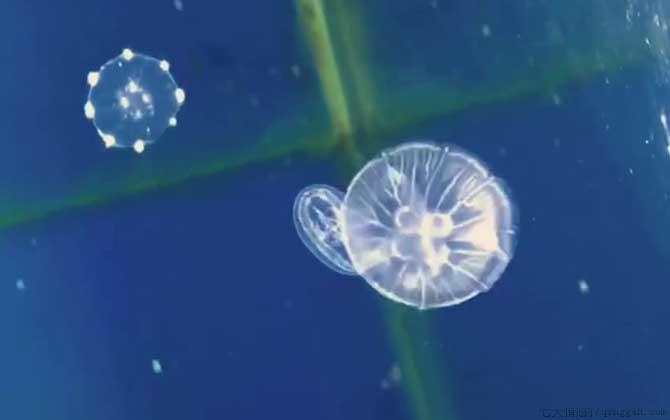 海月水母是什么动物