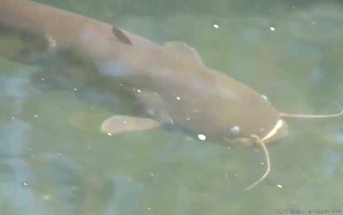 最大的塘鲺有多大