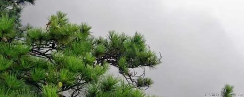 松树有几大器官