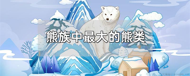 熊族中最大的熊类