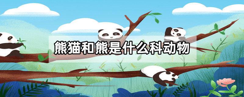 熊猫和熊是什么科动物