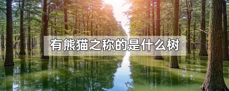 有熊猫之称的是什么树