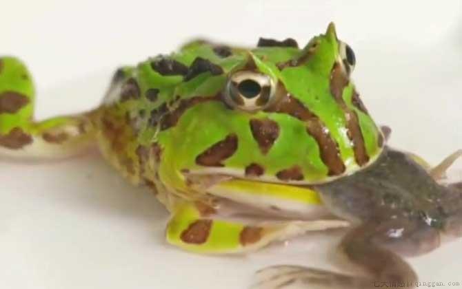 苏里南角蛙是什么蛙