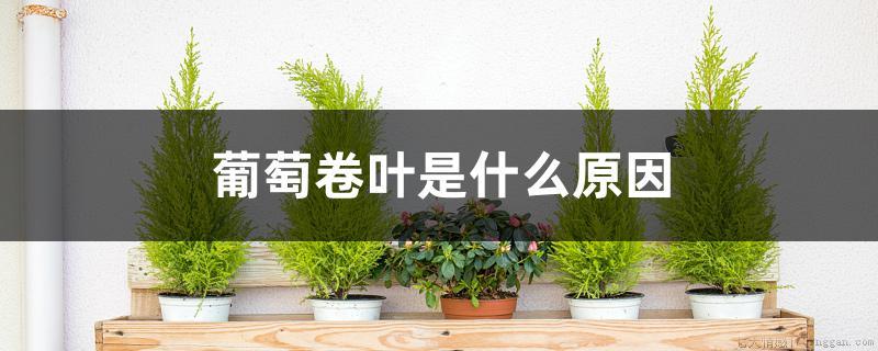 葡萄卷叶是什么原因