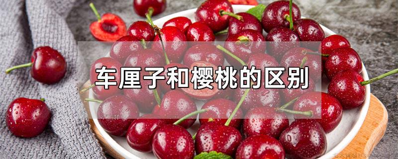 车厘子和樱桃的区别