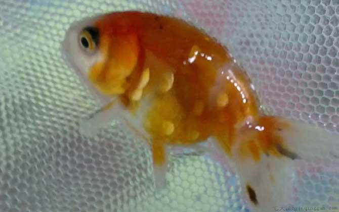 松鳞病的原因和防治方法