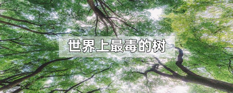 世界上最毒的树