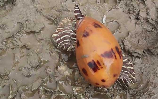 油螺是什么螺