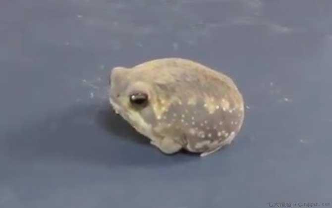 馒头蛙是什么动物