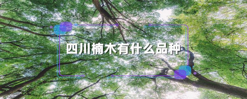 四川楠木有什么品种