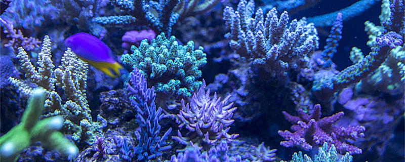 海绵是植物还是动物