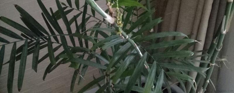 散尾葵开花可以剪掉吗