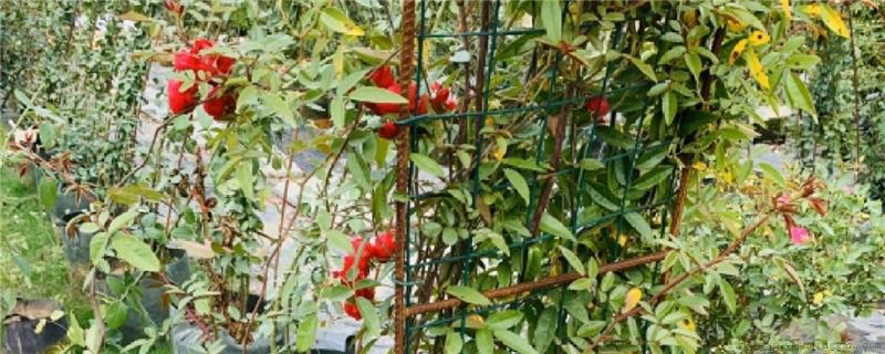 甜蜜红木香耐寒吗