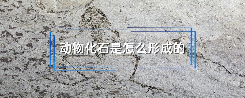动物化石是怎么形成的